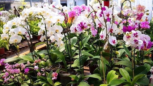 Exposição de Orquídeas e Rosas do Deserto