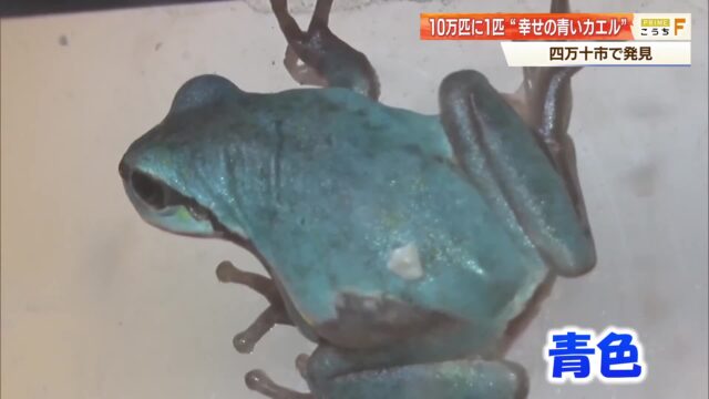 「幸せの青いカエル」展示