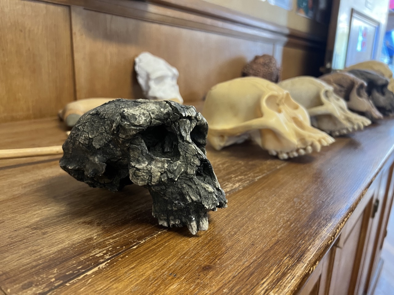 De Toumaï à Sapiens