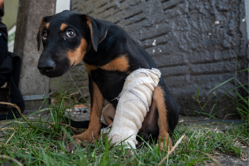 Acordes Solidários: Sons, Danças e Patas