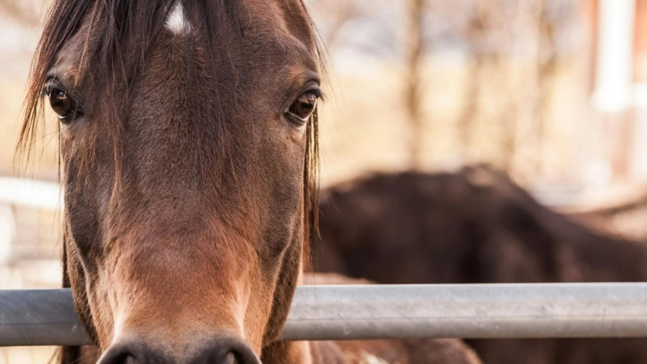 Feria Internacional del Caballo de Aguascalientes