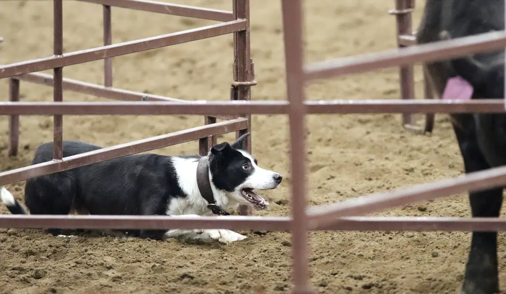 ‘That’ll Do’ Ranch Cowdog and Rodear