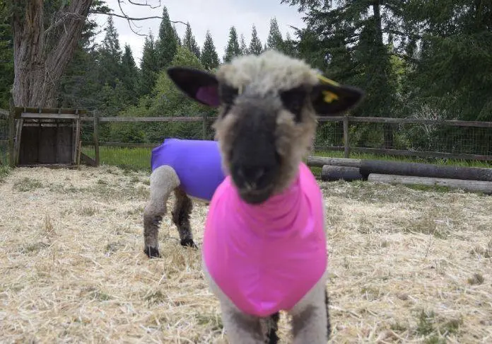 Clatsop County Fair
