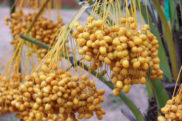 Date Palm Tree Festival