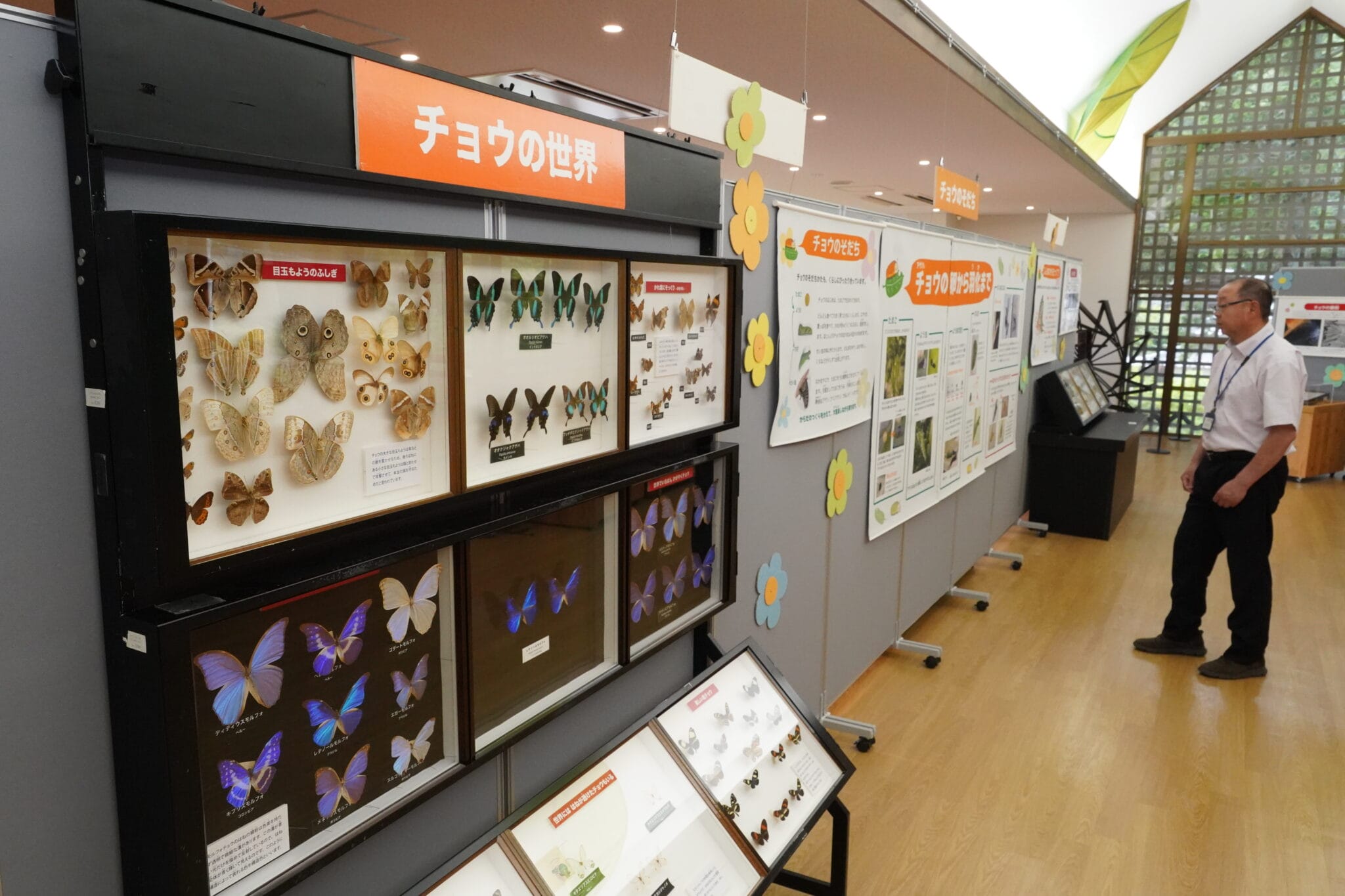 夏季特別展「チョウのくらし」