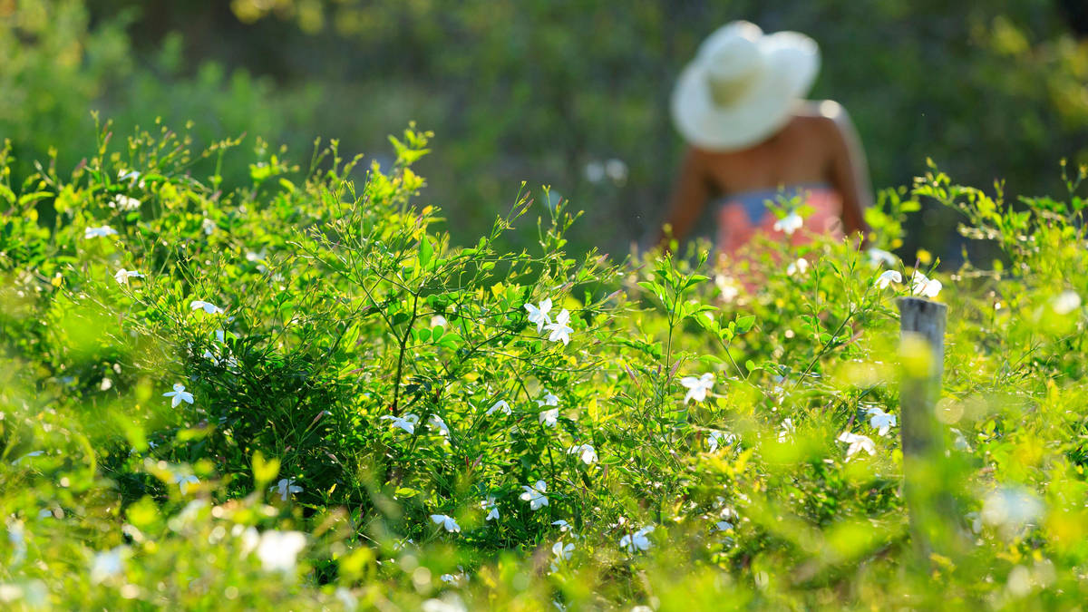Jasmine Festival