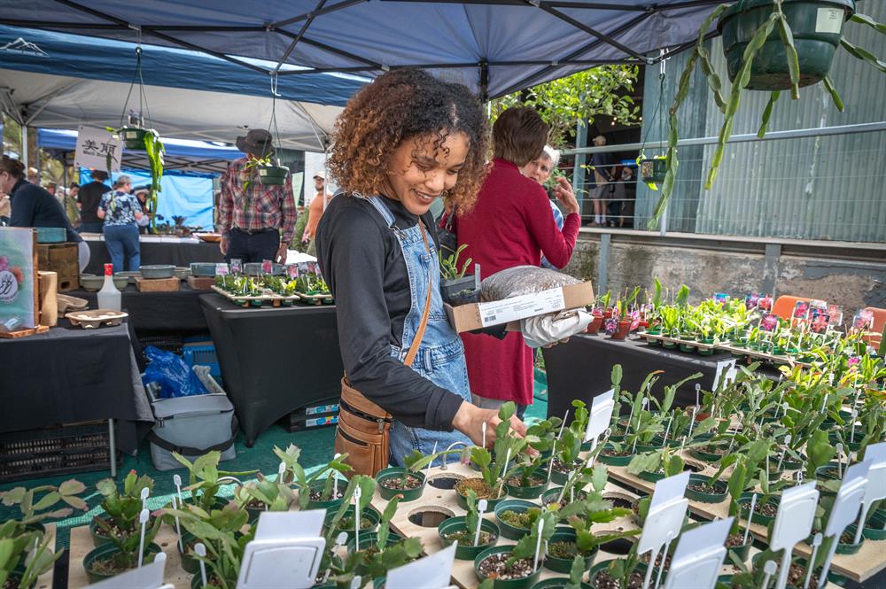 Calitzdorp Succulent Festival