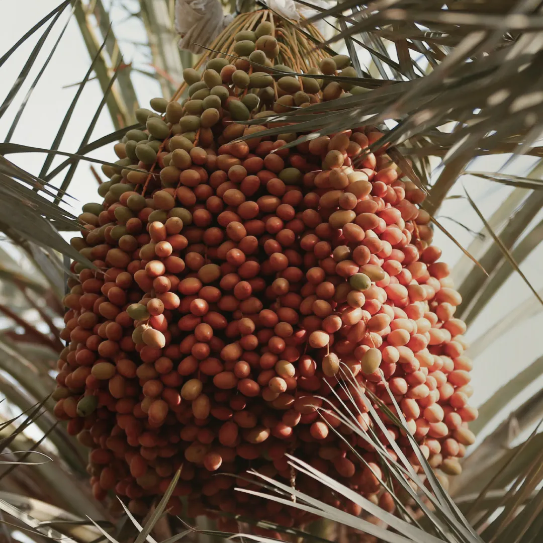 Al Ain Rutab Festival