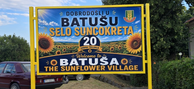 Dani suncokreta u Batuši