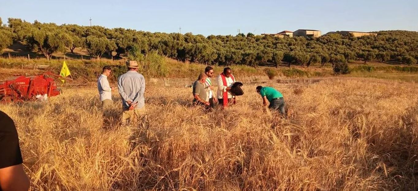 Festa del Grano