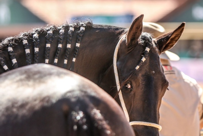 43ª Exposição Nacional do Cavalo Mangalarga Marchador