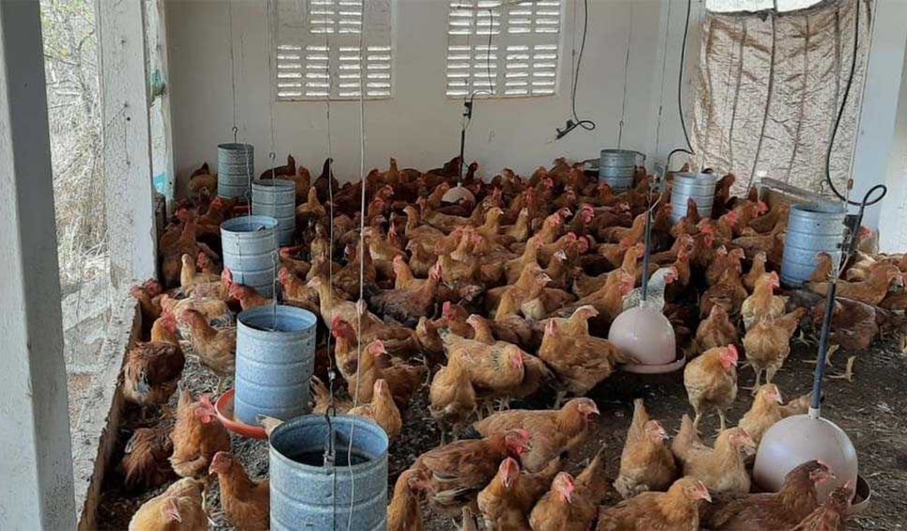Feira da Avicultura Caipira do Nordeste