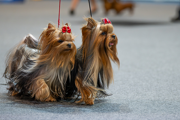 International Dog Shows Luxembourg