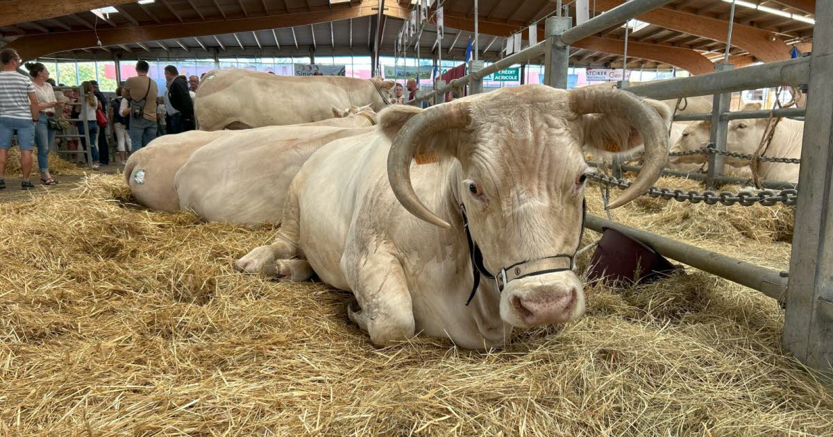 Fête du Charolais de Saulieu