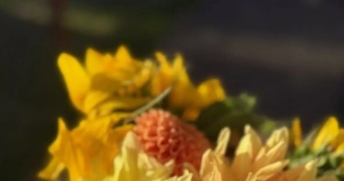 Dahlia Festival