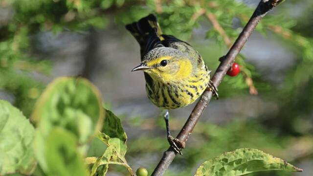 Fall Migration Celebration