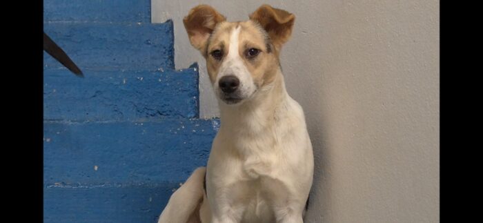 Feira de adoção de animais