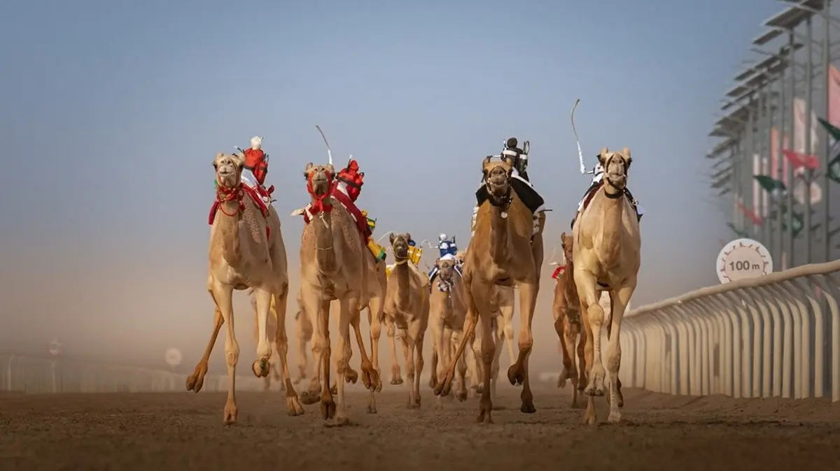 Crown Prince Camel Festival 2026