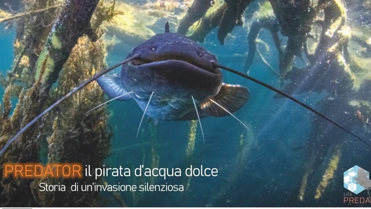 Predator, il pirata d’acqua dolce: storia di un’invasione silenziosa