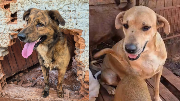 Feira de adoção de animais em Londrina