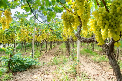 L’Uva Noscia – La Festa dell’Uva