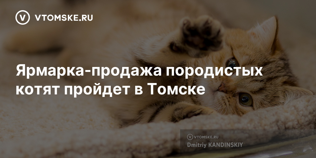 Ярмарка-продажа породистых котят