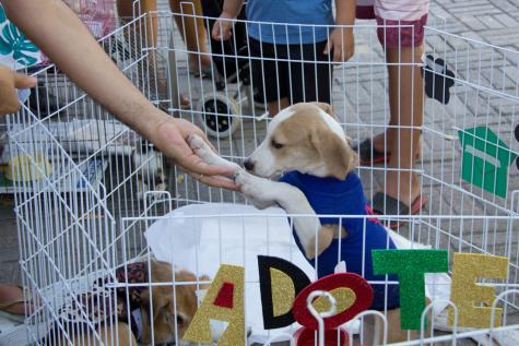 Feira de Adoção - Festival Pet