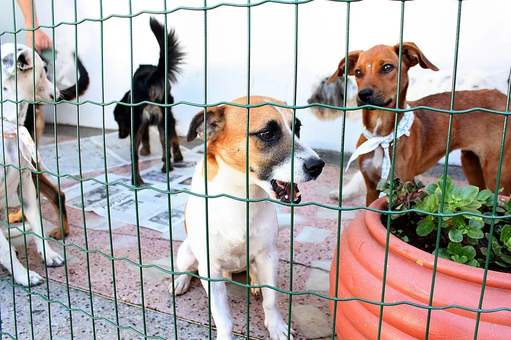 Feira de Adoção Pet