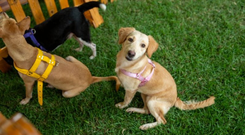 Feira de Adoção de Pets