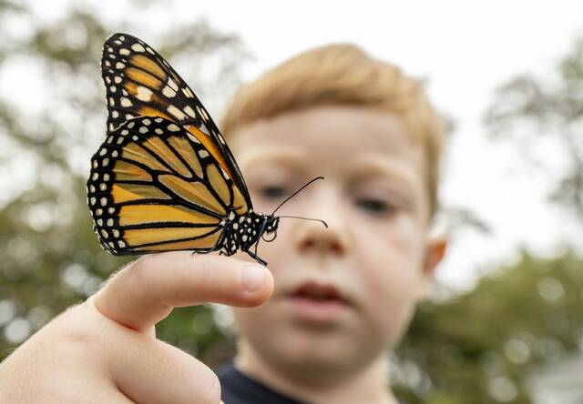Butterfly Release