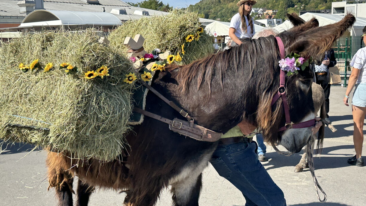 Donkey festival