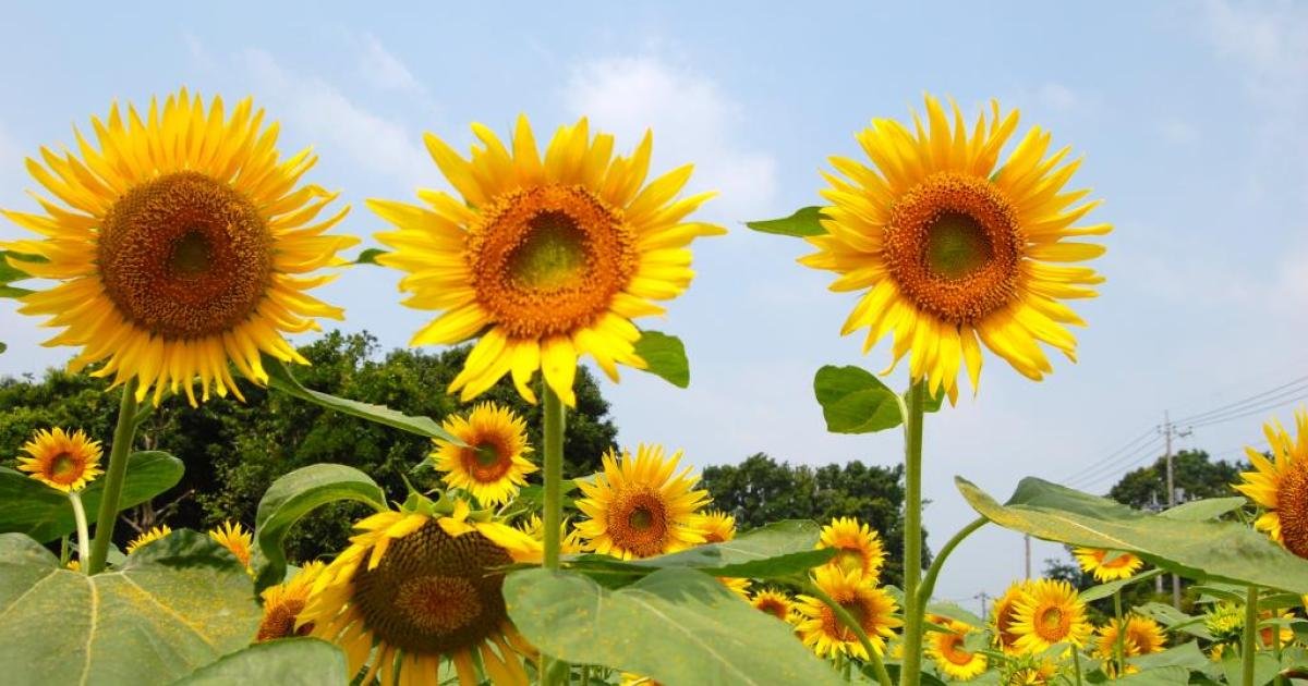 Zama Sunflower Festival