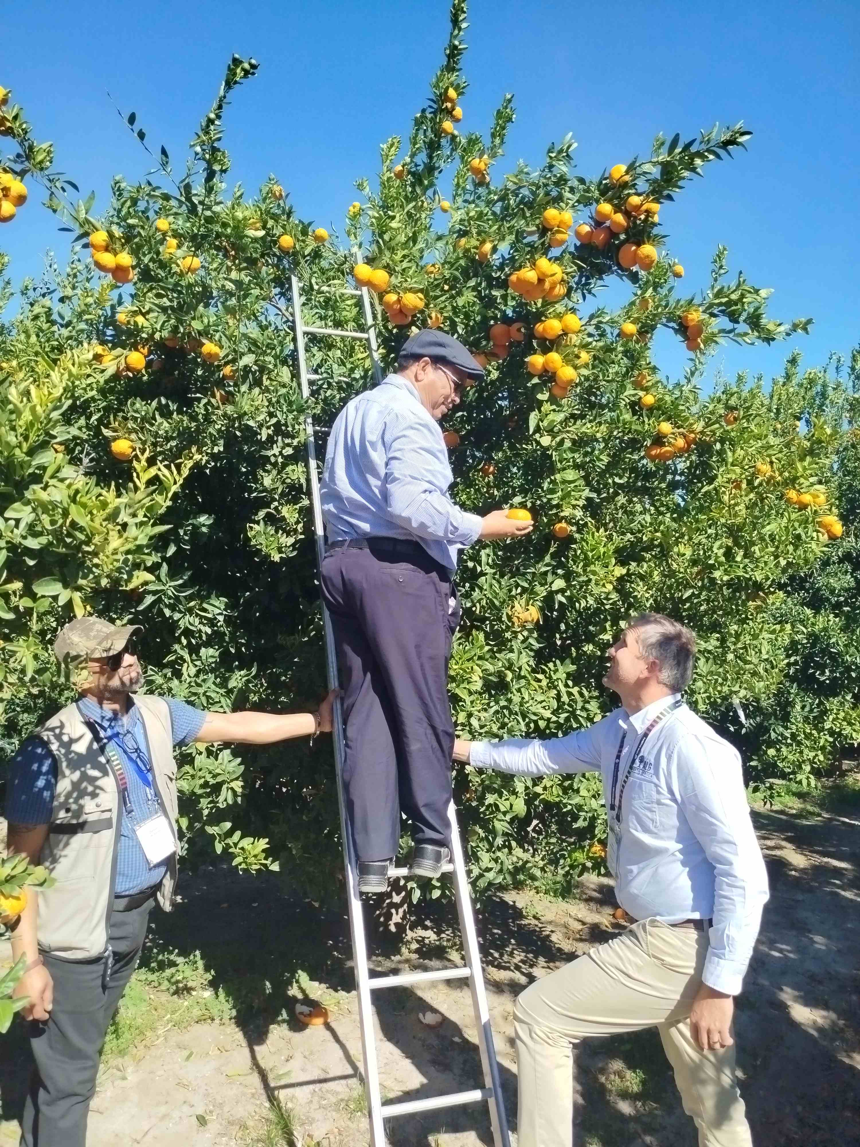 Annual Citrus Day