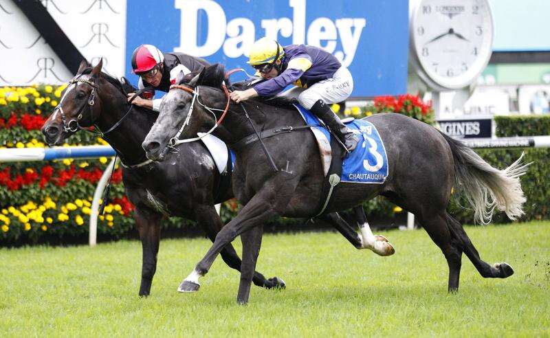 Darley stallion parade and open day