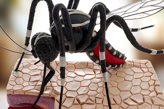 Exposição Educativa Itinerante “Conhecendo o Mundo dos Mosquitos”