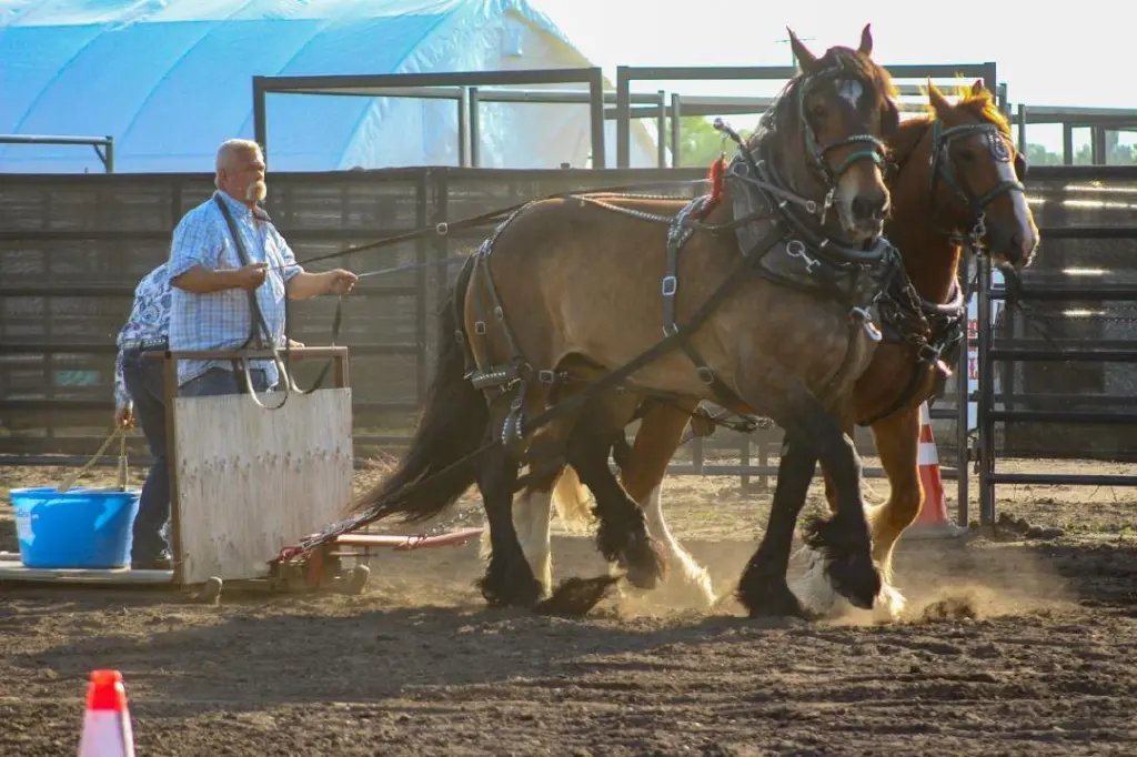 Stettler County Fair and Rodeo