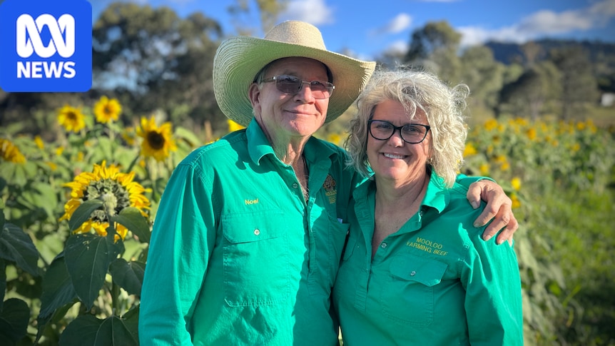 Mooloo Farm's sunflower festival
