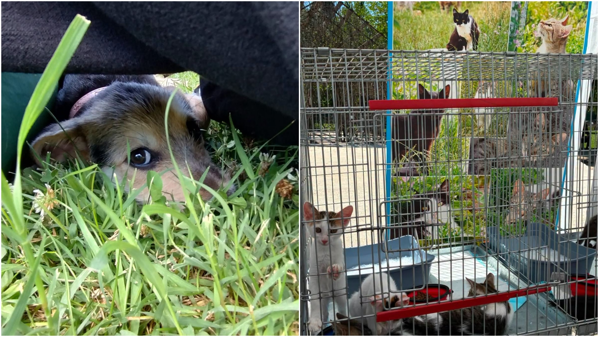 Târg de adopții ASPA