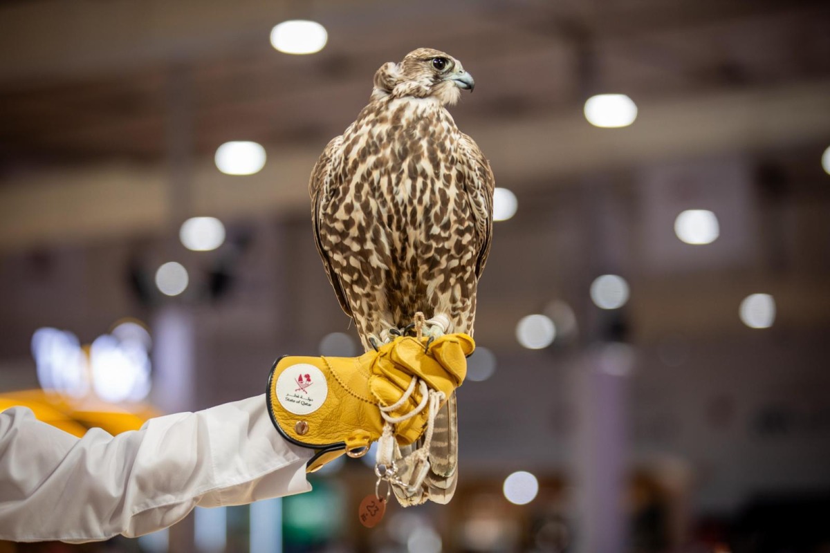 S’hail - Katara International Hunting and Falcons Exhibition