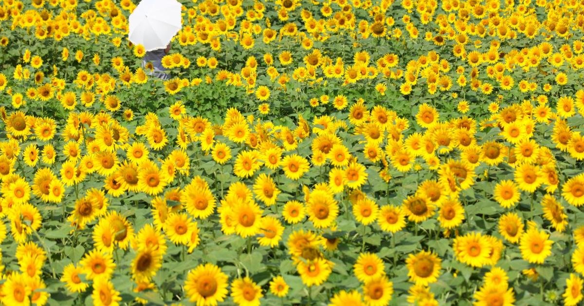 Akeno Sunflower Festival