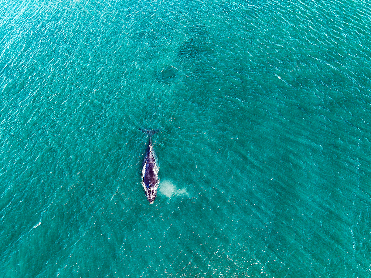 Festival de Ballenas y Delfines de Guanacaste