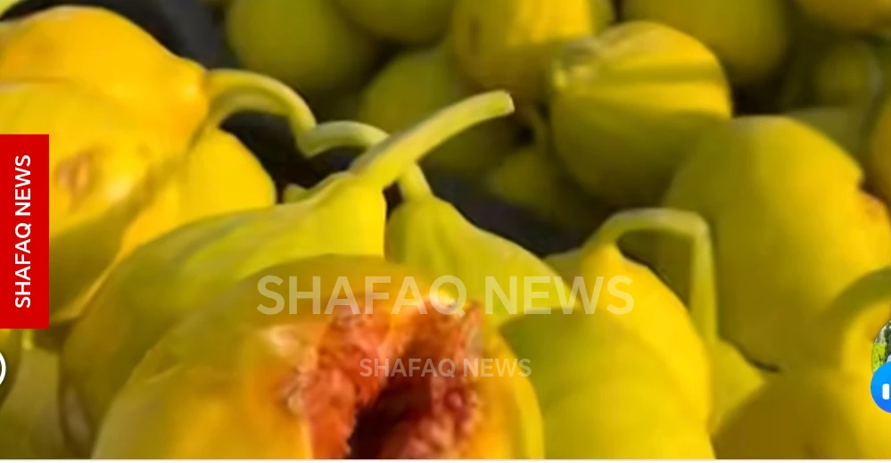 Kirkuk Fig Festival