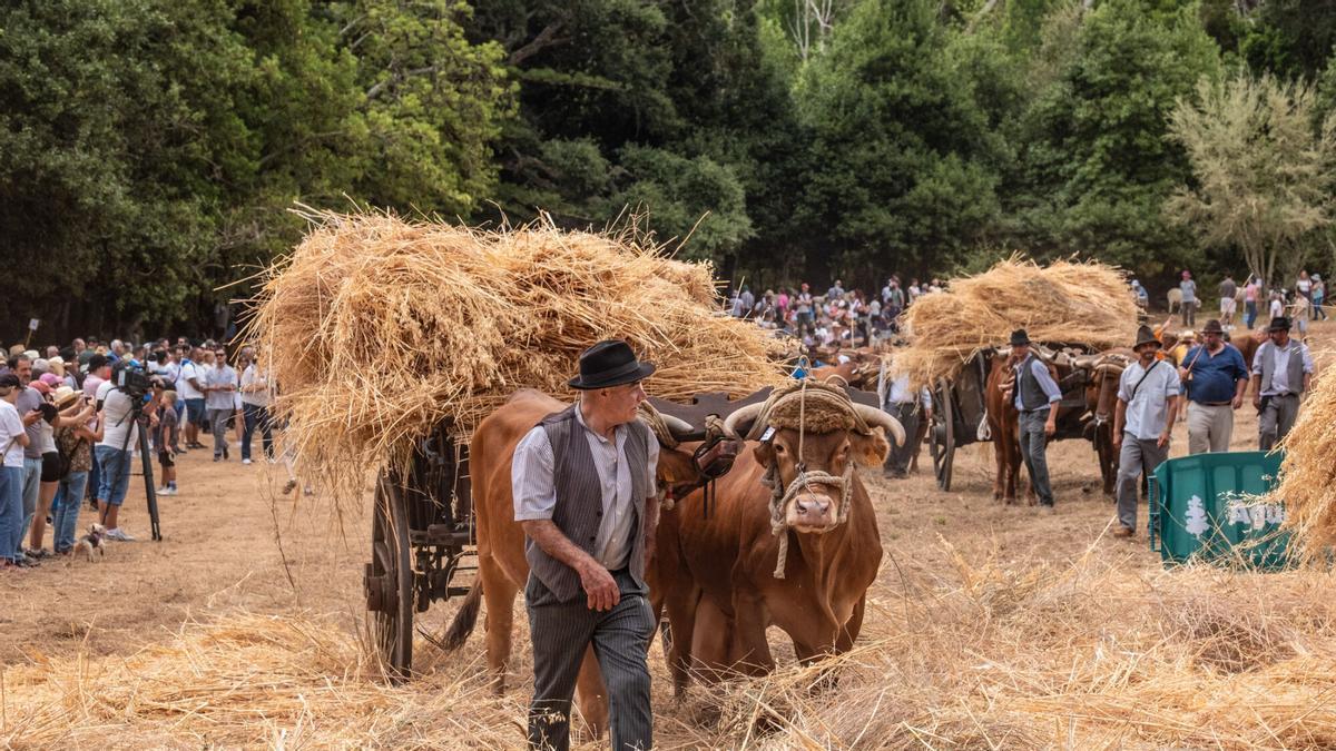Feria de Ganado del Pino de Teror