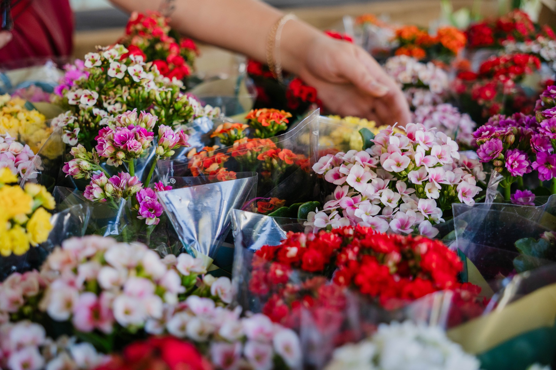 Feira de Flores de Holambra