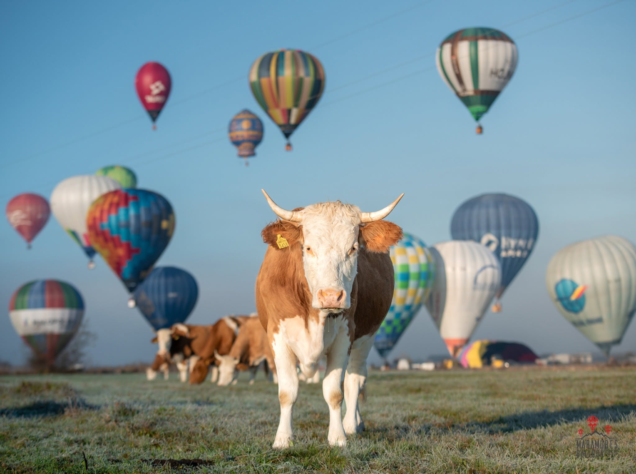 Maramureș Balloon Fiesta