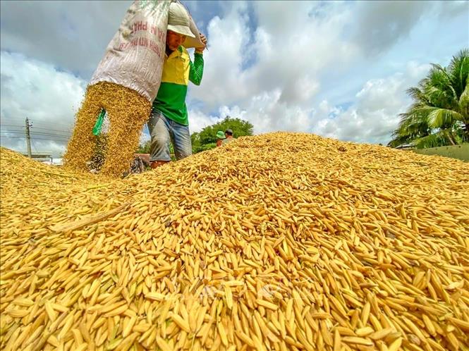 Festival quốc tế ngành hàng lúa gạo Việt Nam lần thứ II - Cần Thơ