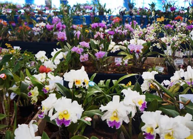 IX Exposição Nacional e XIX Exposição Regional de Orquídeas