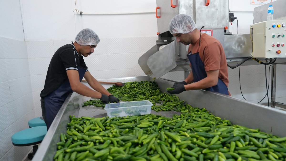 International Çubuk Culture and Pickle Festival