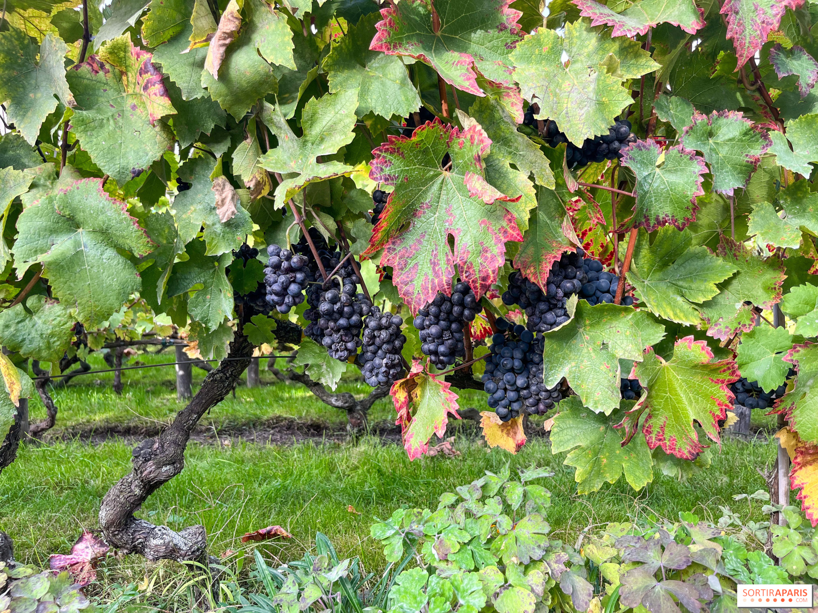 Fête de la Vigne 2026