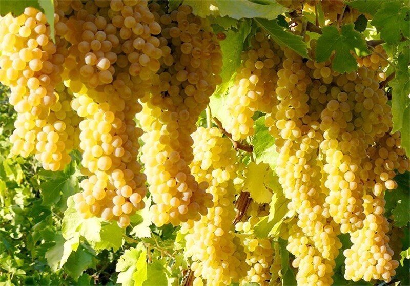 جشنواره انگور درسجین